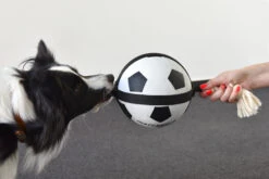 Flamingo Jouet Chien Matchball Balle De Foot 12,5cm 9 Flamingo Jouet Chien Matchball Balle De Foot 12,5cm -Trixie Magasin 426a3b0218cf394ef522fae6b5f519bbb9a230d83d2d89068b2c2dfa66fcc061