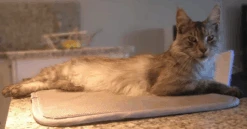 Matelas Anti-escarres Confort4pattes -Trixie Magasin 55c0616d5d98821d9afbcbd9e5f3c4fc90951b16cae946ef0eda01a8206dbdbb