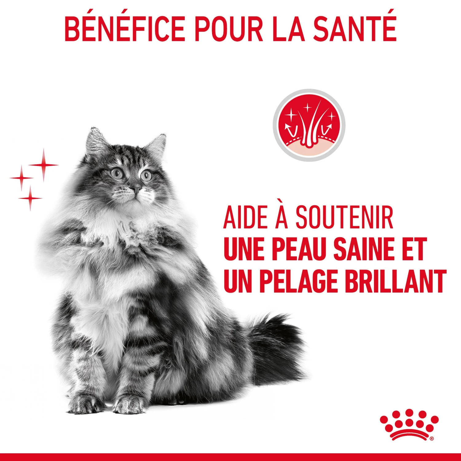 Royal Canin Hair & Skin Care En Sauce Pour Chat 12 Sachets De 85g 10 Royal Canin Hair & Skin Care En Sauce Pour Chat 12 Sachets De 85g – Image 8