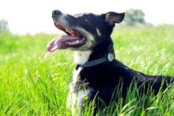 Animo Tracker D'activitÃ©s -Trixie Magasin animo 2