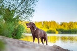 Animo Tracker D'activitÃ©s -Trixie Magasin animo 3