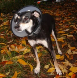 Flamingo Carcan Capo 38,5cm -Trixie Magasin b54c899084ba46427dff498ec39601600e6a1a93344b026b15e22d58b5743e36