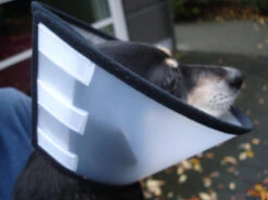 Flamingo Carcan Capo 38,5cm -Trixie Magasin cbf5d4f40c64dfaa118e270f29c6a90a62a4dafbd6dcb54997f8935169c66b18