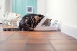 Sureflap Distributeur De Nourriture Connect Surefeed 12 Sureflap Distributeur De Nourriture Connect Surefeed -Trixie Magasin distributeur de nourriture connect surefeed 6