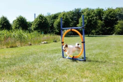 Trixie Fun Agility Anneau -Trixie Magasin e946b434719bcb1be05c057c9cfe4b06e98fccf18c1862cf8270624aa8f88100