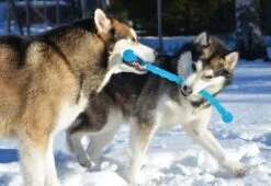 Safestix KONG -Trixie Magasin fb80efaed2ac5ccd81d3243c6c7f43066f6bf207daa1c3ed5d318c728421b9df