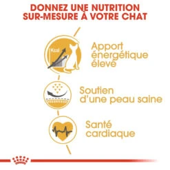 Royal Canin Sphynx Adult Pour Chat 10kg -Trixie Magasin royal canin sphynx adult sphynx 2