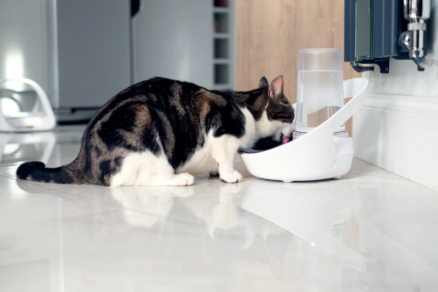 Brand Distributeur D'eau Connect Felaqua 4 Brand Distributeur D'eau Connect Felaqua – Image 2